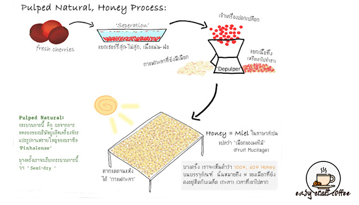 Black Honey Process คืออะไร เพราะเหตุใดวิธีนี้กาแฟจึงหวาน