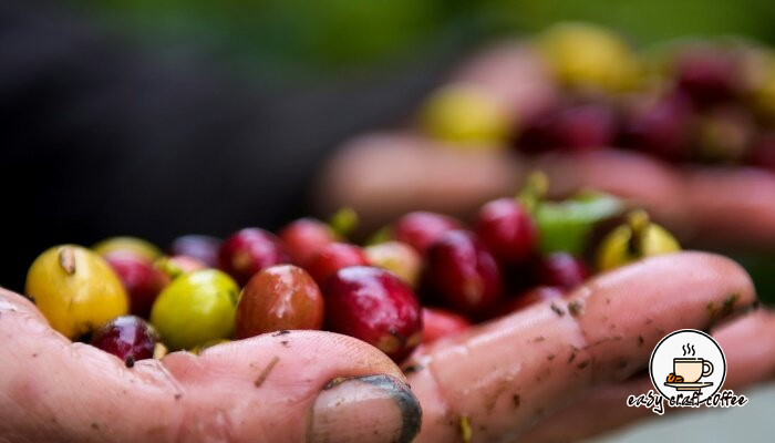 สายพันธุ์อาราบิก้าป่า WILD ARABICA VARIETIES