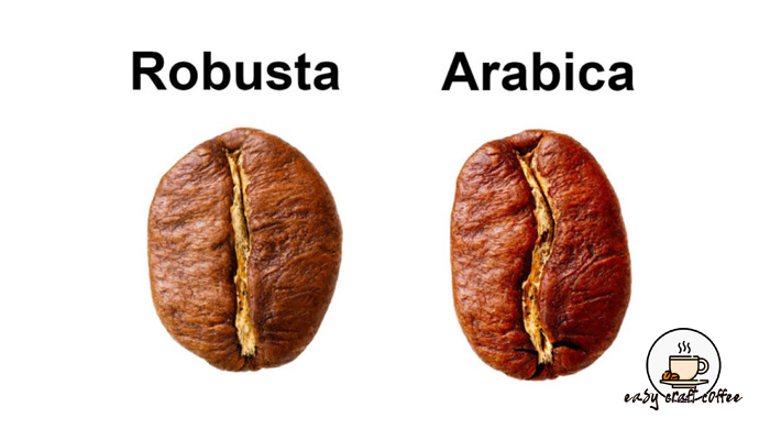 กาแฟสายพันธุ์อาราบิก้า (Arabica)