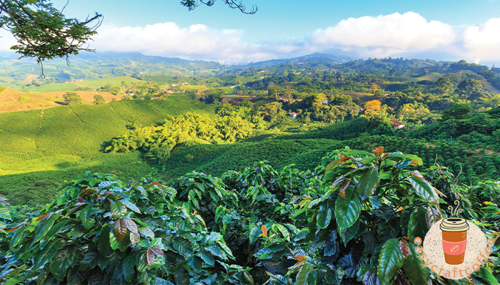 รวม5สายพันธุ์เมล็ดกาแฟที่ดีที่สุดในโลกประจำปี2021   ที่ผ่านพ้นไปเป็นที่เรียบร้อยแล้ว ในปีที่ผ่านมานั้นเต็มไปด้วยเรื่องราวมากมาย